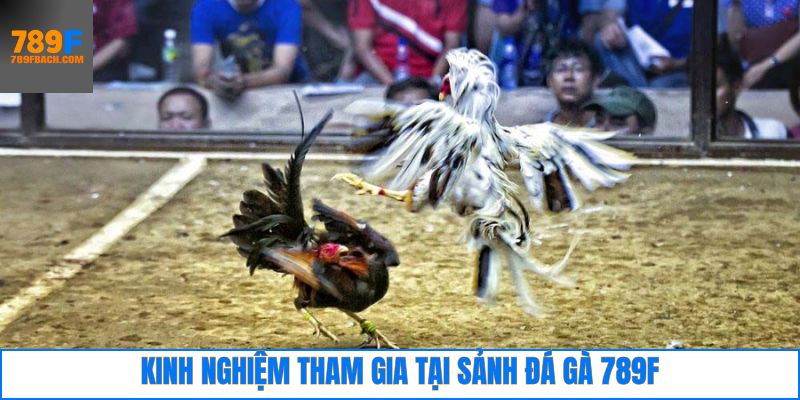 Kinh nghiệm khi tham gia 789F đá gà giành thắng lớn