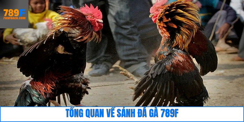 Đôi nét 789F đá gà là gì?