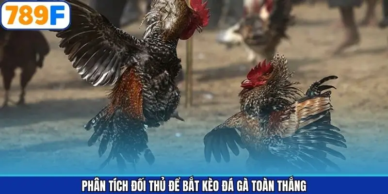 Chiến thuật đá gà bắt kèo trên khi phân tích đối thủ