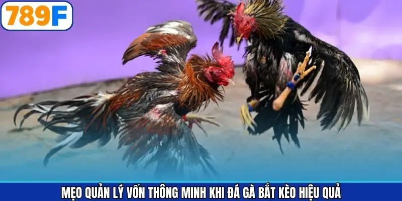 Chiến thuật quản lý vốn thông minh khi đá gà bắt kèo