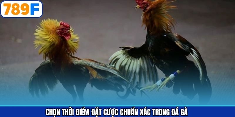 Chọn Thời Điểm Đặt Cược Chuẩn Xác Trong Đá Gà Từ 789F