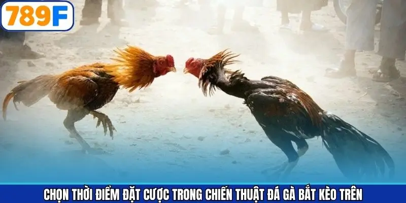 Chọn thời điểm đặt cược trong chiến thuật đá gà bắt kèo trên