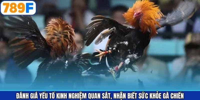 Đánh giá yếu tố kinh nghiệm quan sát, nhận biết sức khỏe gà chiến Đánh giá yếu tố kinh nghiệm quan sát, nhận biết sức khỏe gà chiến