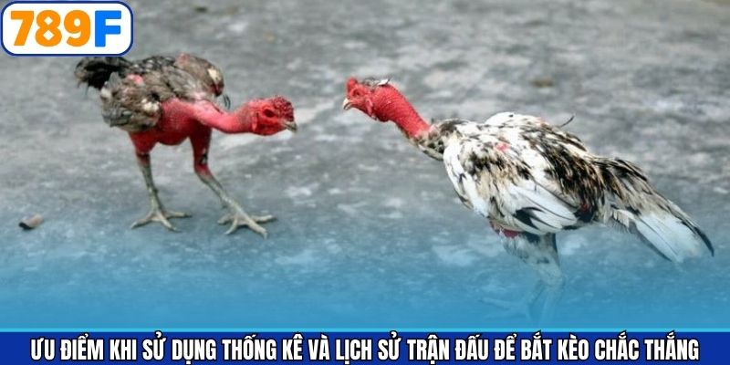 Lợi ích khi sử dụng thống kê và lịch sử đá gà