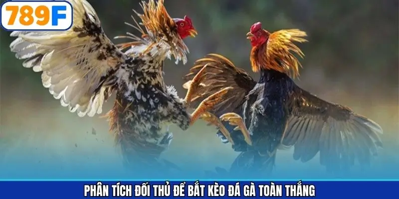 Mẹo Phân Tích Đối Thủ Để Bắt Kèo Đá Gà Toàn Thắng Từ 789F