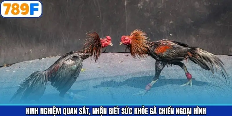 Ngoại hình gà chiến khi đánh giá thể trạng Ngoại hình gà chiến khi đánh giá thể trạng