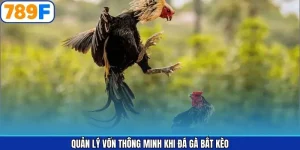Quản Lý Vốn Thông Minh Khi Đá Gà Bắt Kèo Chuẩn Tại 789F