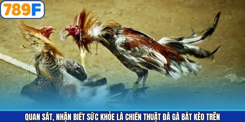 Quan sát để nhận biết sức khỏe chiến kê