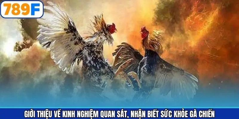 Tổng quan về nhận diện gà chiến Tổng quan về nhận diện gà chiến