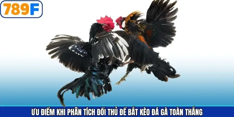 Ưu điểm của mẹo phân tích gà đối thủ