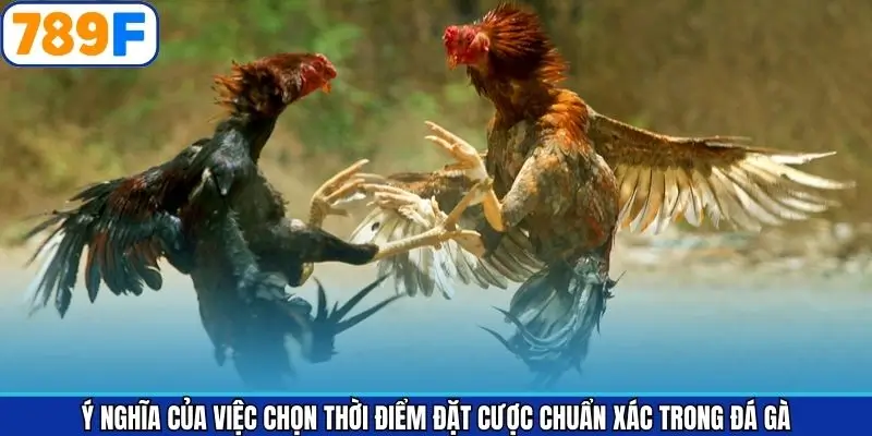 Ưu khi chọn thời điểm đặt cược chọi kê