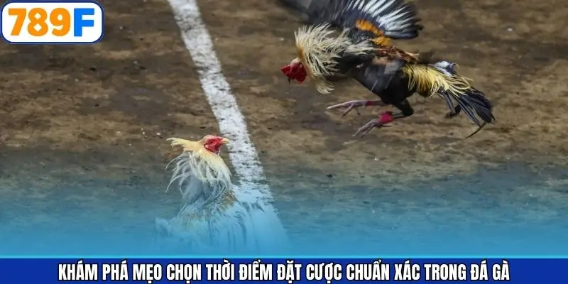 Mẹo chọn thời điểm đặt cược chọi kê